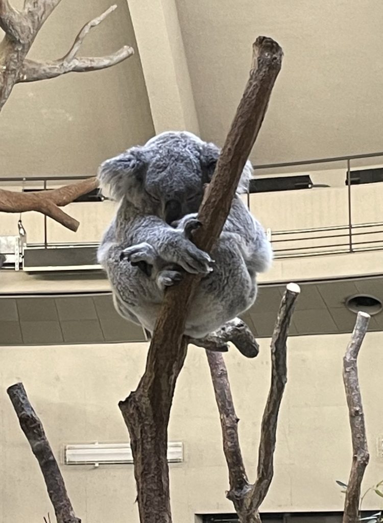 木に抱きついて寝ているコアラ