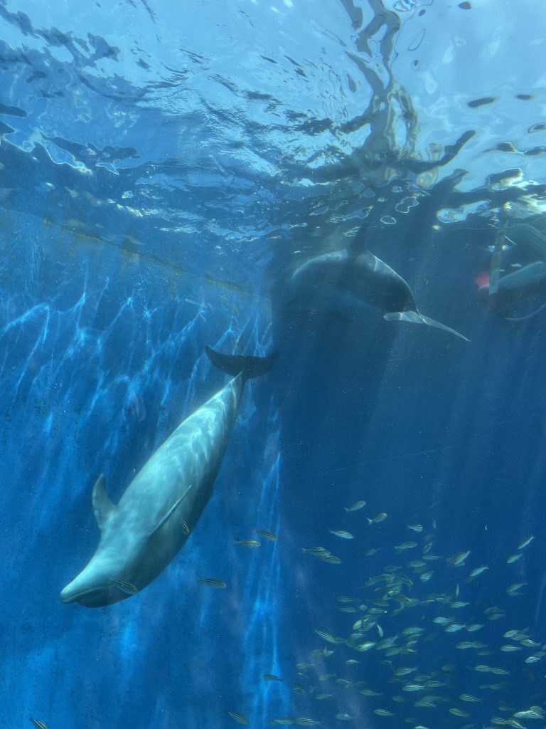 水槽でいるかが泳いでいる写真